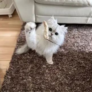 真剣すぎるネコ　　だいふくさん