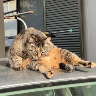 態度が大きすぎるネコ　　けんたろうさん