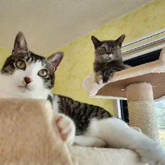 熱い視線の先は飼い主じゃなくて実はササミすぎるネコ　　しらいしさん