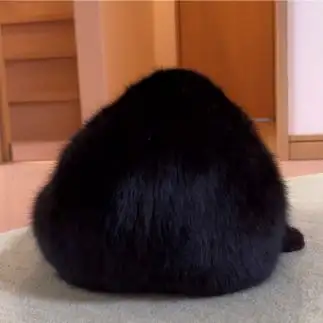 おにぎりすぎるネコ　　福と華さん