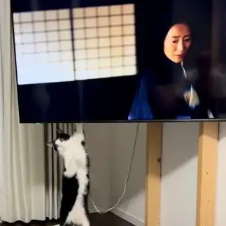 テレビを軽々と持ち上げすぎるネコ　　ネコネコハンターいけのさん