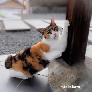 この柱で爪研ぎするの内緒にしてって気持ちすぎるネコ　　t.takaharuさん