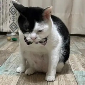 眠気に耐えすぎるネコ　　ぴよmam.さん