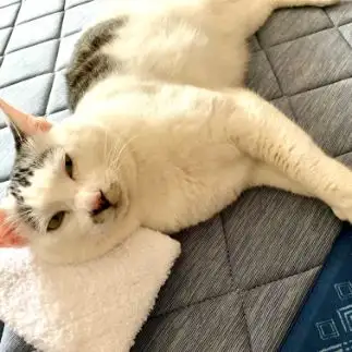 あたま痛（イタ）すぎるネコ　　マミゾーさん