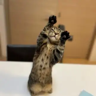 盆踊りすぎるネコ　　スズキ タカコさん
