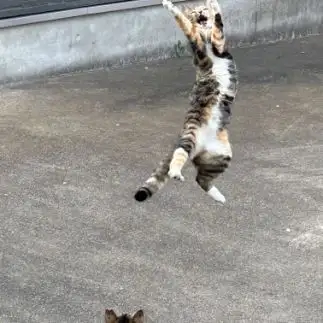 野生すぎるネコ　　ママさん