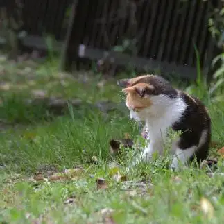 ホコリが無重力すぎるネコ　　ままめろんさん