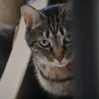 家政婦は見たすぎるネコ　　キジ猫ジジさん