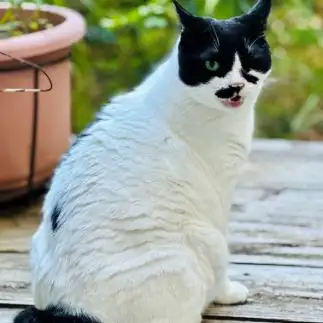 ウィンクってこうするんだよ！すぎるネコ　　カジハラさん