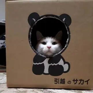 引越しの〇〇すぎるネコ　　ドリーさん