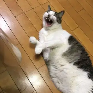 笑いすぎるネコ　　chachaさん