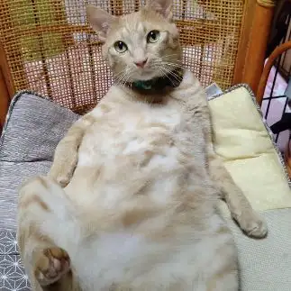 休日のお父さんすぎるネコ　　わんにゃんの姉貴分さん