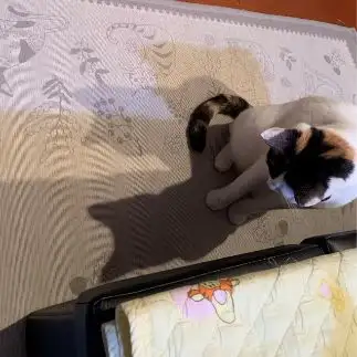 影が良い感じすぎるネコ　　ぼんママさん