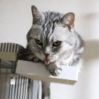 舌自慢する猫すぎるネコ　　ふじぴょんさん
