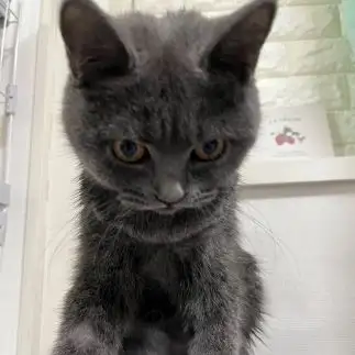 反省すぎるネコ　　ハニちゃんさん