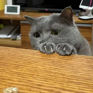 盗み食い狙いすぎるネコ　　スジコスジオさん