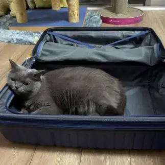 一緒に旅行したすぎるネコ　　スジコスジオさん