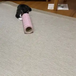 筒越しに獲物を狙いすぎるネコ　　ぱんだ母さんさん