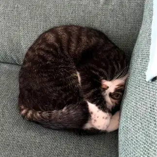 カメラを向けた途端目が合いすぎるネコ　　ぱんだ母さんさん