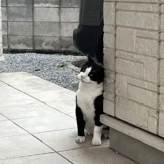 悪だくみが顔に出すぎるネコ　　えいこ8さん