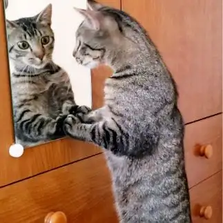別れを惜しむカップルすぎるネコ　　トラさん
