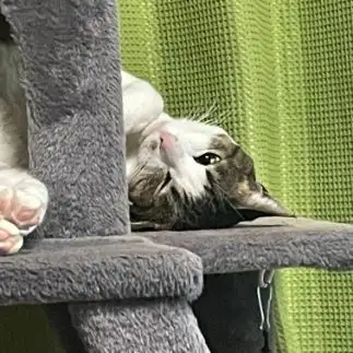 ネムネムすぎるネコ　　ハミィさん