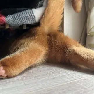 狭すぎるネコ　　KUROCHANTOPさん