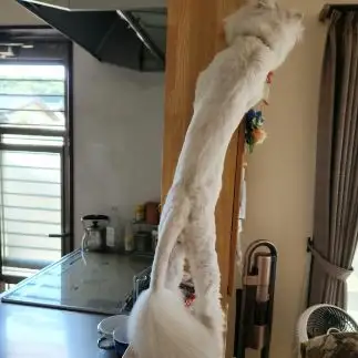 長すぎるネコ　　なつさん