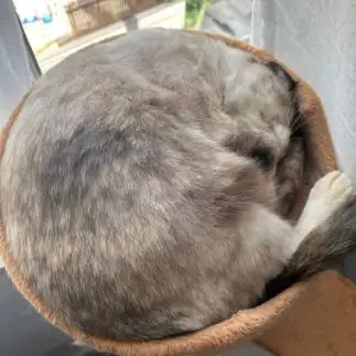 ジャストフィットすぎるネコ　　ななななさん