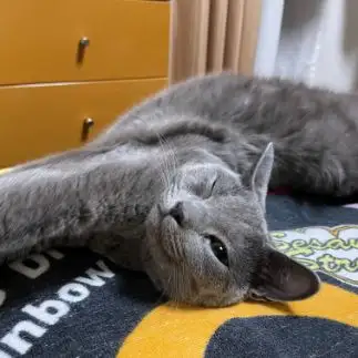 ウインク上手すぎるネコ　　daisyさん