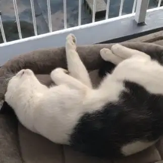 眠りすぎるネコ　　シュガーさん
