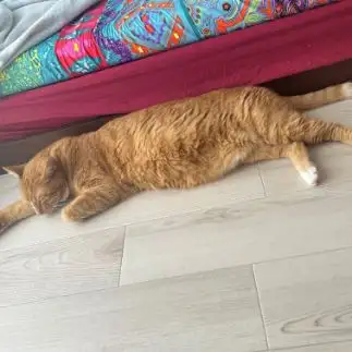 空飛ぶスーパーねこの夢見てるんだろうなあすぎるネコ　　banmamiさん