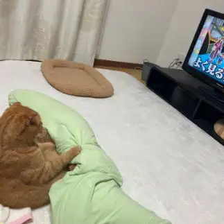 俺も着ぐるみ？すぎるネコ　　ヤギさん