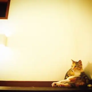 夜のムード感が漂いすぎるネコ　　chikaさん