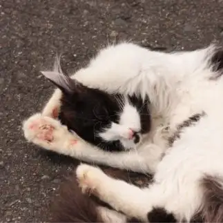 苦悩しすぎるネコ　　おいにゃんさん