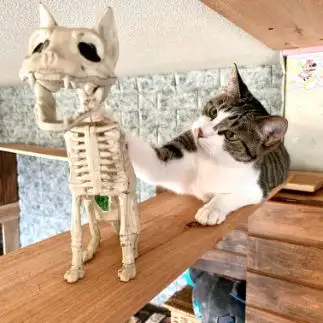 ハロウィンのネコのガイコツを気にしすぎるネコ　　栗原弘之さん