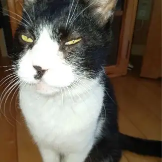 目つき悪すぎるネコ　　眠り猫さん