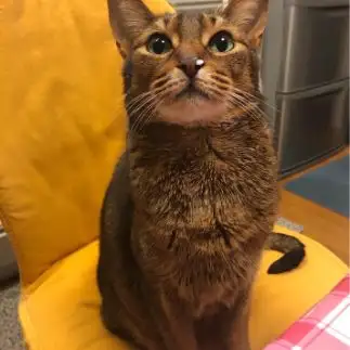 お鼻がしっとりすぎるネコ　　hirorenrinさん