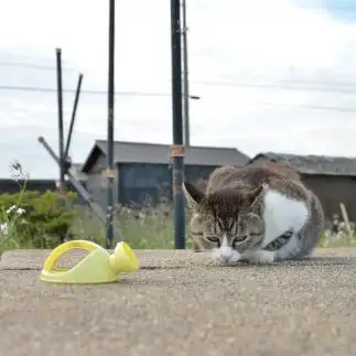 未知との遭遇すぎるネコ　　仙城 彩漓さん