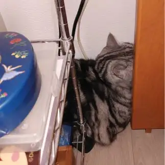 びびりすぎるネコ　　ハヌルさん