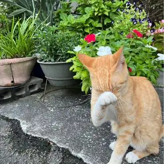 男泣きすぎるネコ　　sプラザさん