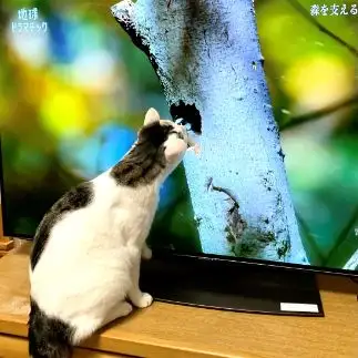 ドラマチックすぎるネコ　　マミゾーさん