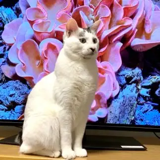 パリコレ顔負けＳＤＧｓファッションショーすぎるネコ　　マミゾーさん