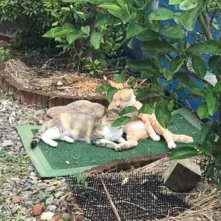密会すぎるネコ　　sプラザさん