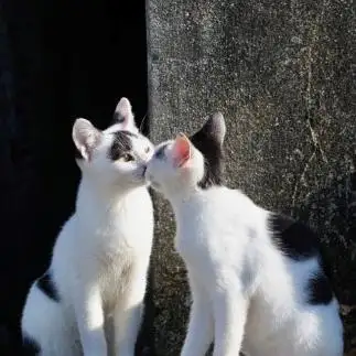 キスが突然すぎるネコ　　土居一彦さん