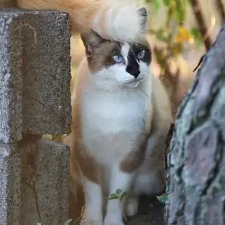 リーゼントすぎるネコ　　mittsuさん