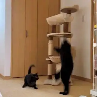 熊すぎるネコ　　福と華さん