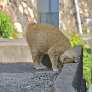 石で頭を冷やしすぎるネコ　　ままめろんさん
