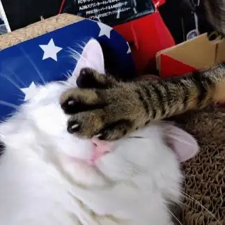 直撃くらいすぎるネコ　　油猫丸さん