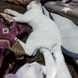 力強く押しすぎるネコ　　油猫丸さん